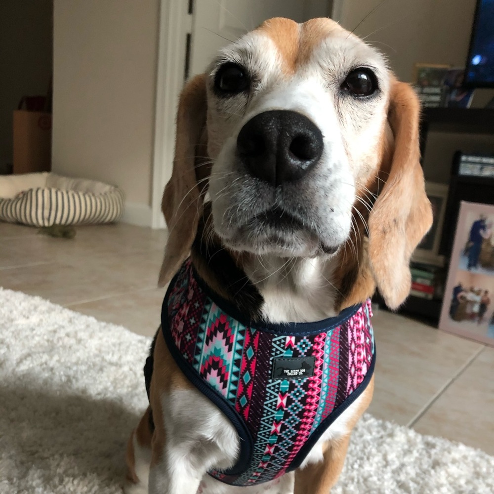 Aztec Dog Harness - Picture 5 of 7